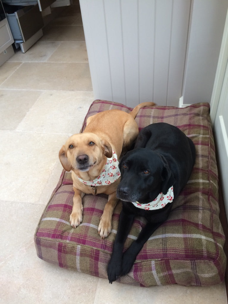 DOG BED MORE COMFORTABLE THAN SOFA!